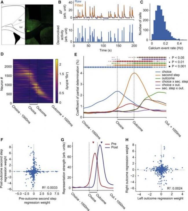 Inscopix-小鼠完成兩步謎題時(shí)的ACC鈣成像-滔博生物