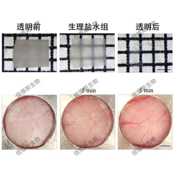 組織透明化技術(shù)
