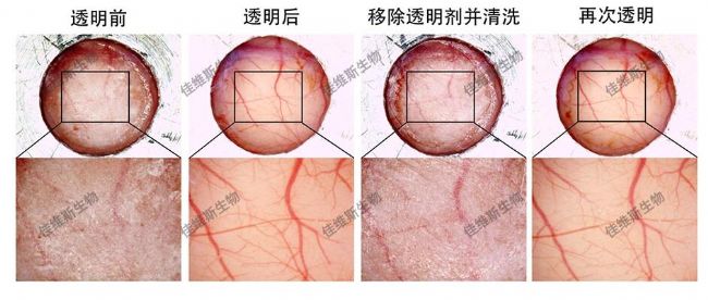 可重復(fù)開關(guān)的光透明顱窗