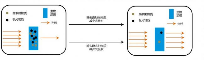 組織透明化技術(shù)的原理
