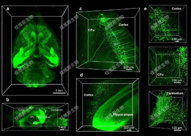 小鼠全腦神經(jīng)元三維成像