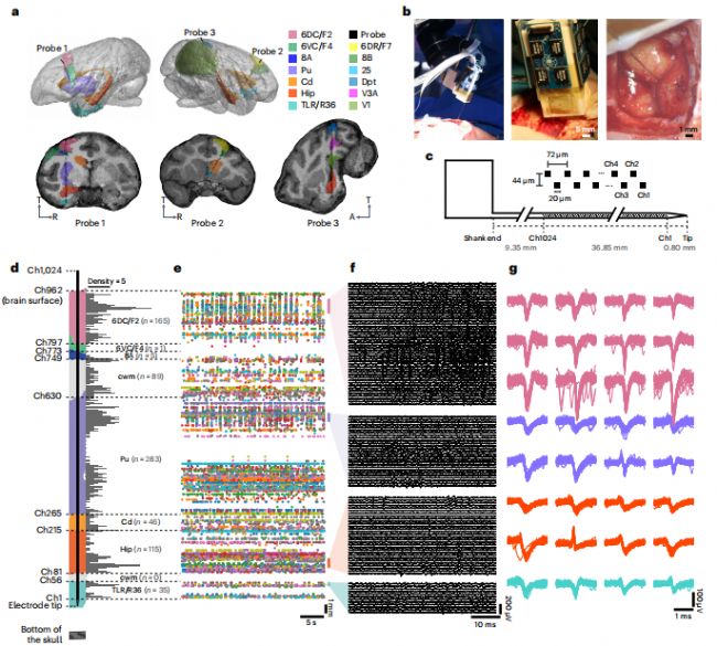 【Nature子刊】Brainsight智能動物手術機器人幫助科學家實現(xiàn)獼猴全腦神經(jīng)活動監(jiān)測