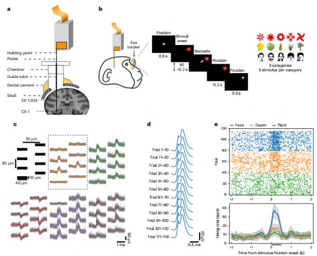 【Nature子刊】Brainsight智能動物手術機器人幫助科學家實現(xiàn)獼猴全腦神經(jīng)活動監(jiān)測
