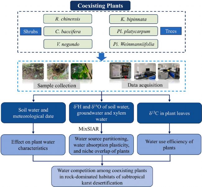 LI-2100在喀斯特石漠化地區(qū)植物水分利用研究中的應(yīng)用