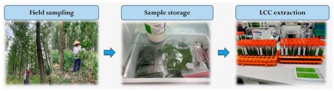 300TC | 機載高光譜成像儀助力美洲黑楊健康監(jiān)測