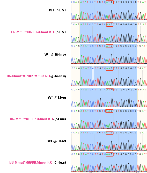 甲基丙二酸血癥(MMA)的精準(zhǔn)治療之路與小鼠模型的前沿探索