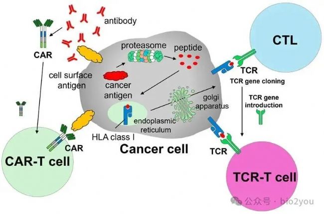 Next-Generation CAR-T and TCR-T Cell Therapies for Solid Tumors: Innovations, Challenges, and Global Development Trends