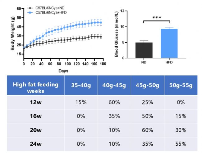 糖尿病大小鼠模型