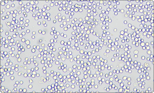 新品上市 | 動態(tài)細胞成像儀